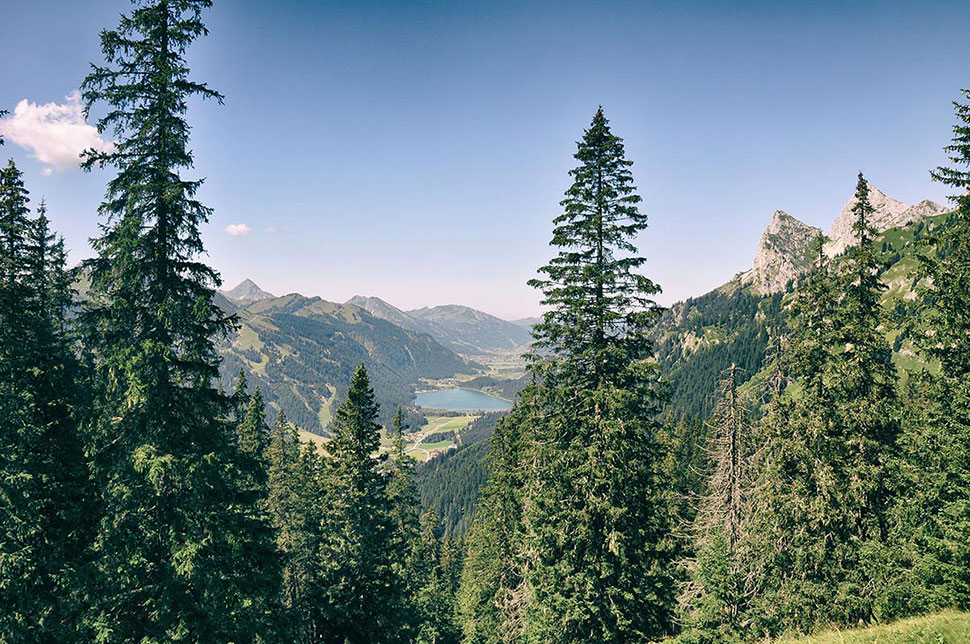 Aufnahme zwischen Bäumen und strahlend blauem Himmel