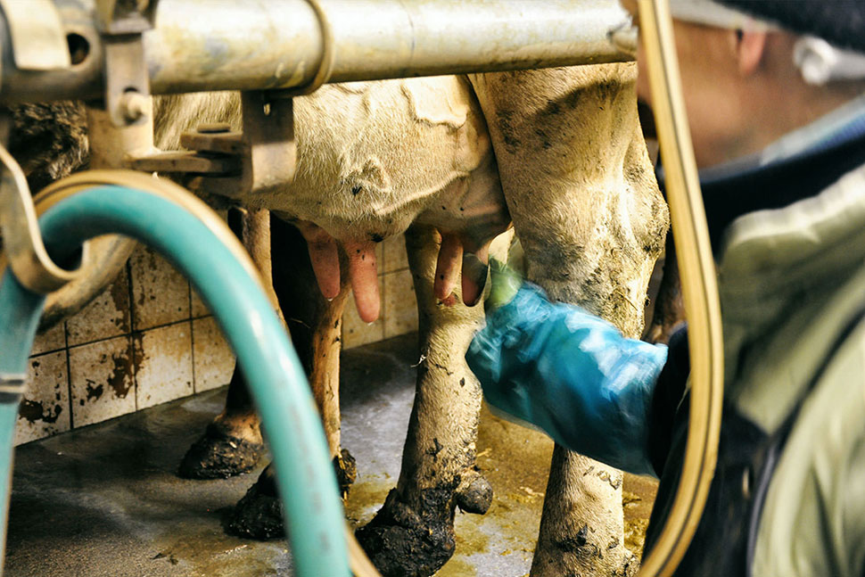 Kontrolle - Die Bäuerin legt Hand an