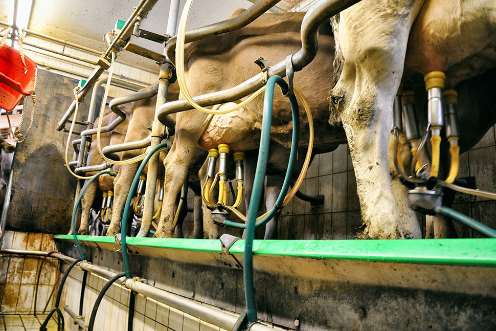 Wartezeit - Die Kühe werden gemolken