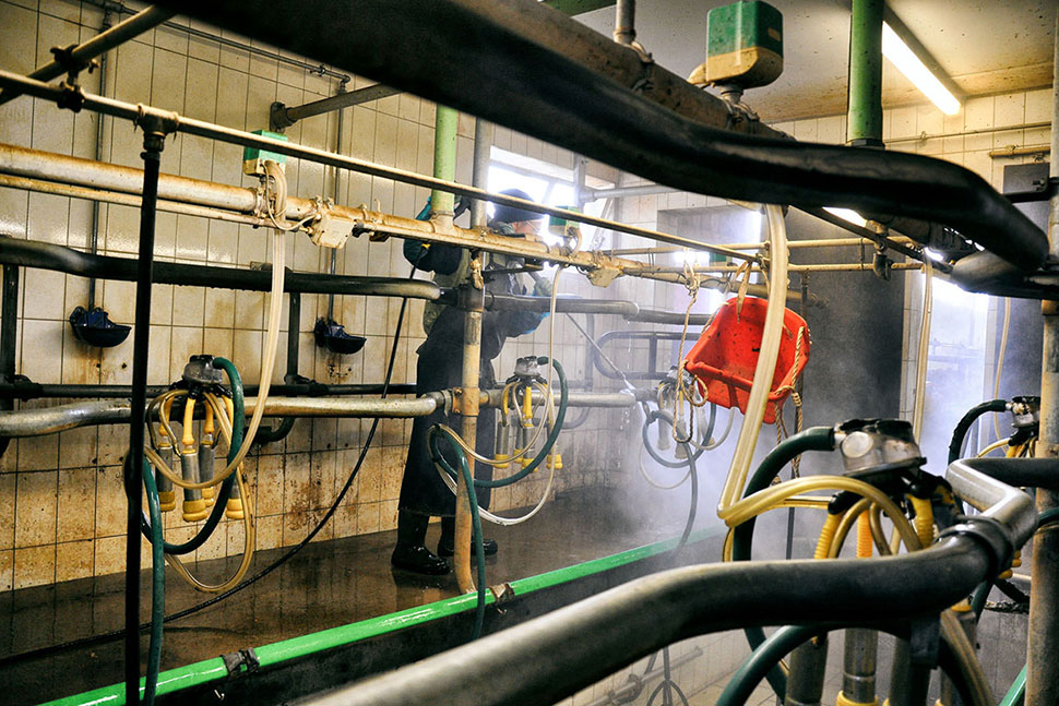 Reinigung - Der Melkstand wird gesäubert