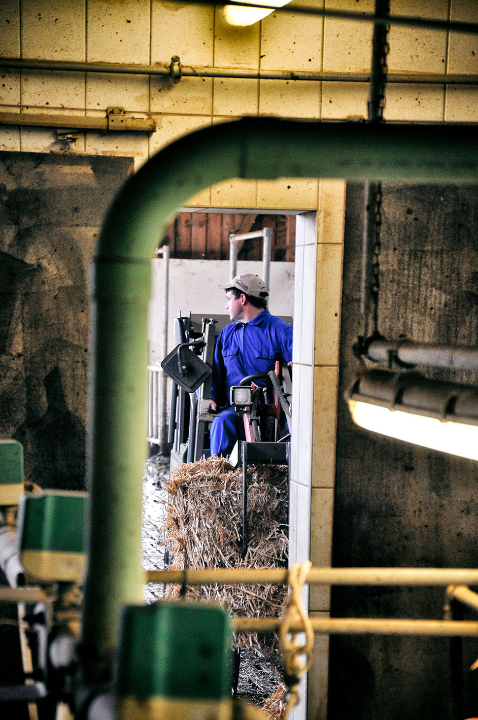Der Bauer streut neues Stroh in die Boxen