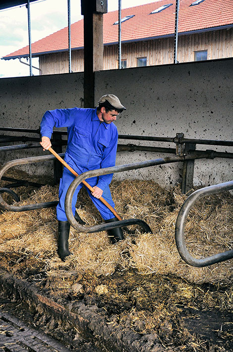 Der Bauer streut neues Stroh in die Boxen