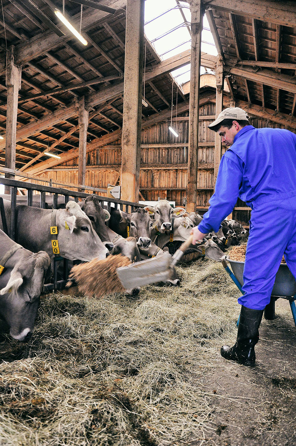 Der Bauer verteilt das Kraftfutter