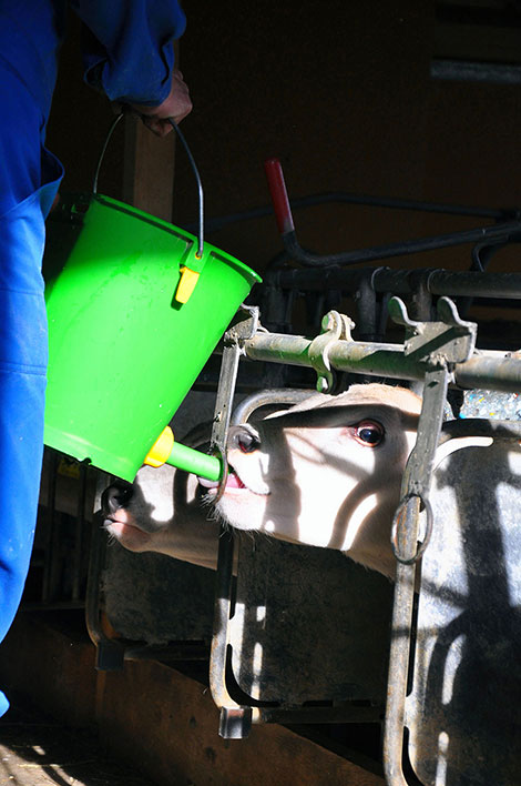 Fütterung der Jungtiere