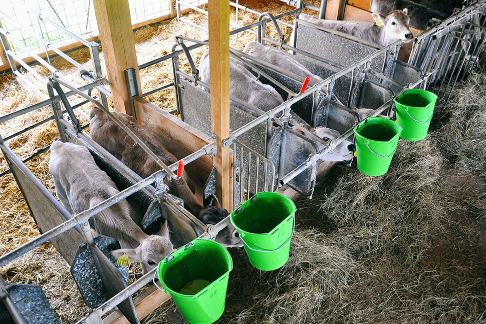 Fütterung der Jungtiere