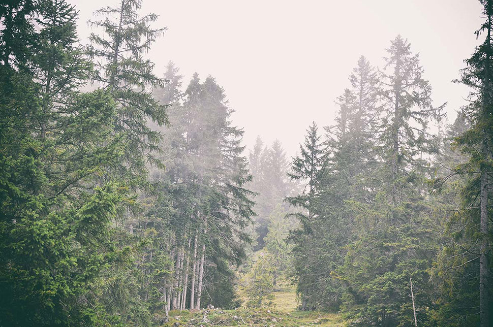 Ein Waldstück liegt im Nebel