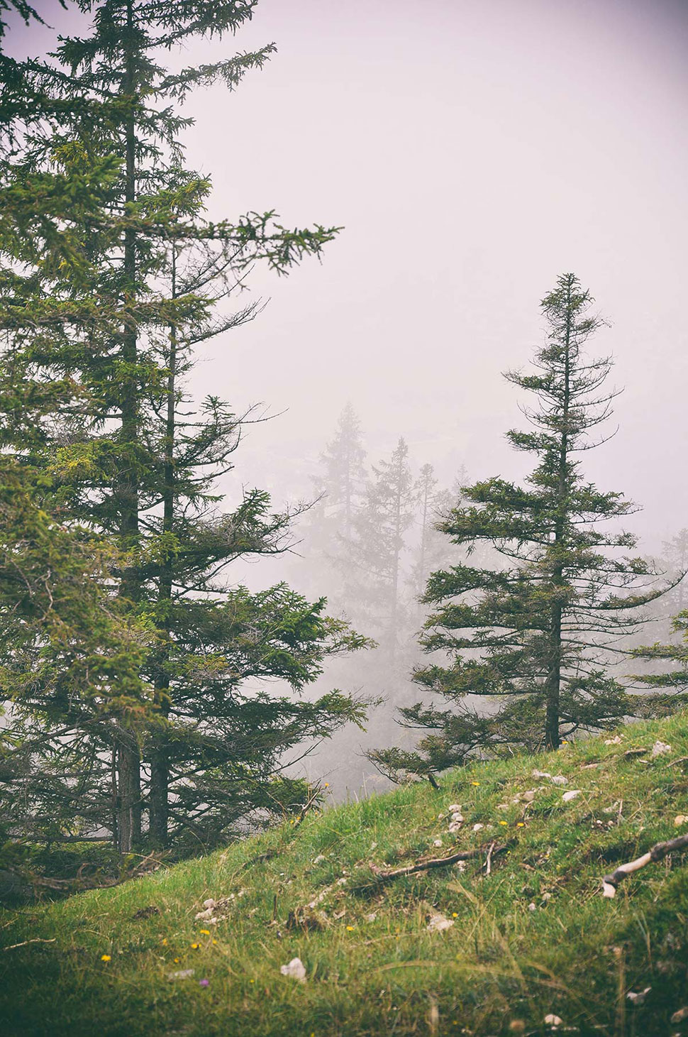 Einzelne Baumspitzen liegen im dichten Nebel